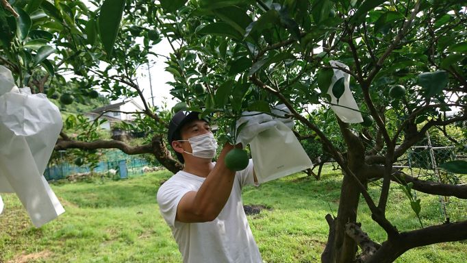 甘夏の袋掛け