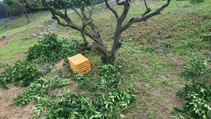 剪定 柑橘類 農薬不使用甘夏でも病害虫や食害の被害を減らす剪定 世直し よっちゃんブログ